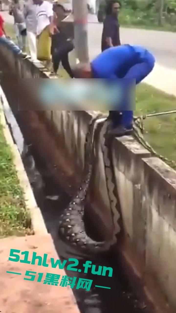 印尼猎奇事件，一妇女在回家途中遭蟒蛇袭击，将其缠绕致死后将妇女吞入腹中被村民发现将蟒蛇打死。-4
