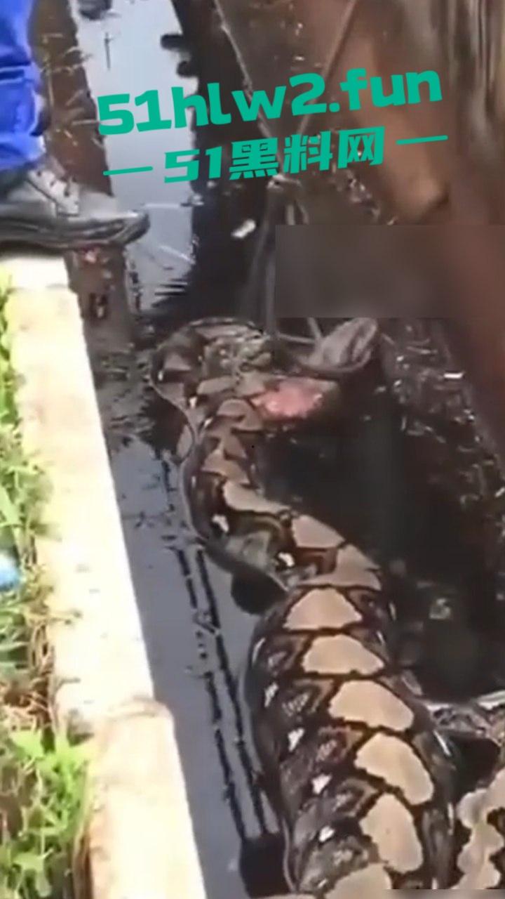 印尼猎奇事件，一妇女在回家途中遭蟒蛇袭击，将其缠绕致死后将妇女吞入腹中被村民发现将蟒蛇打死。-6