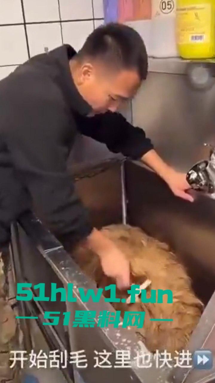 网红狗艾特疑遭训狗师【潘宏】虐待致死，女明星陈乔恩蹭热点带节奏被网友骂上热搜。-3